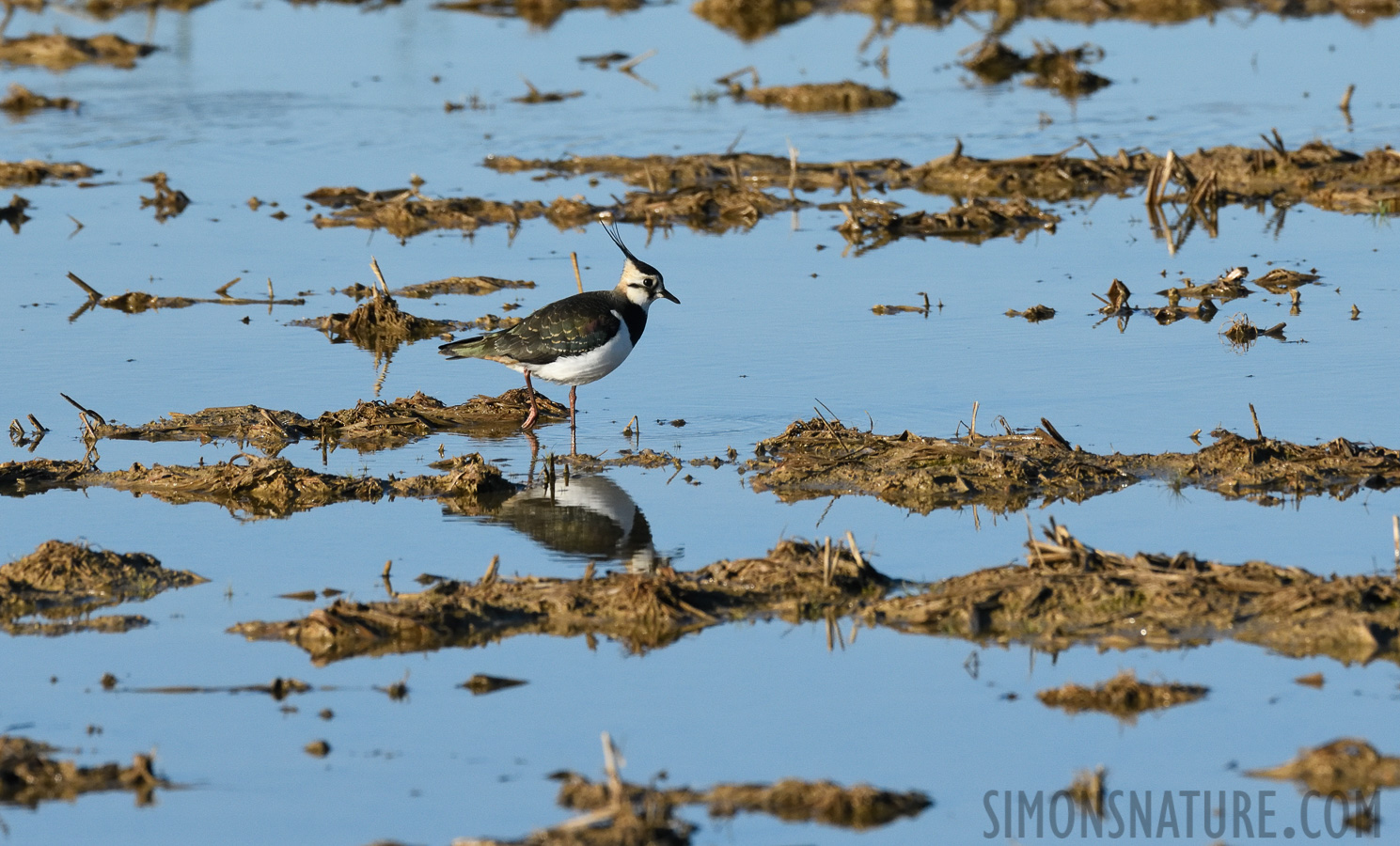 Vanellus vanellus [400 mm, 1/4000 sec at f / 8.0, ISO 1600]